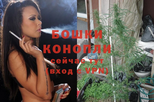 индика Аркадак