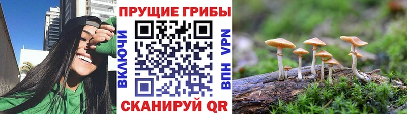 Галлюциногенные грибы Psilocybine cubensis  где купить наркоту  Голицыно 